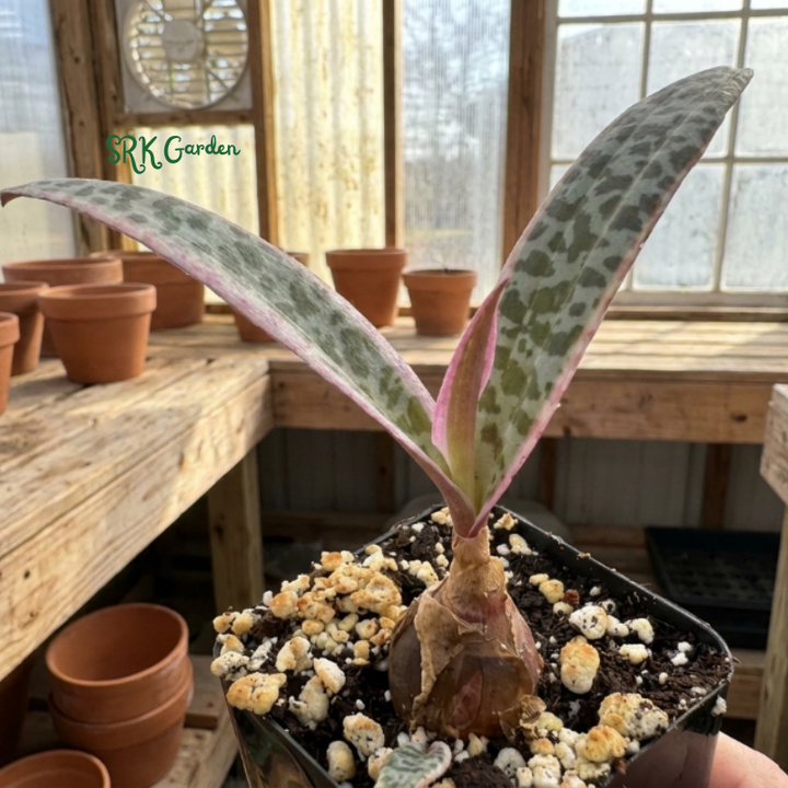 Variegated Silver Squill, Variegated Ledebouria Socialis, Pink Plant in 2" pot