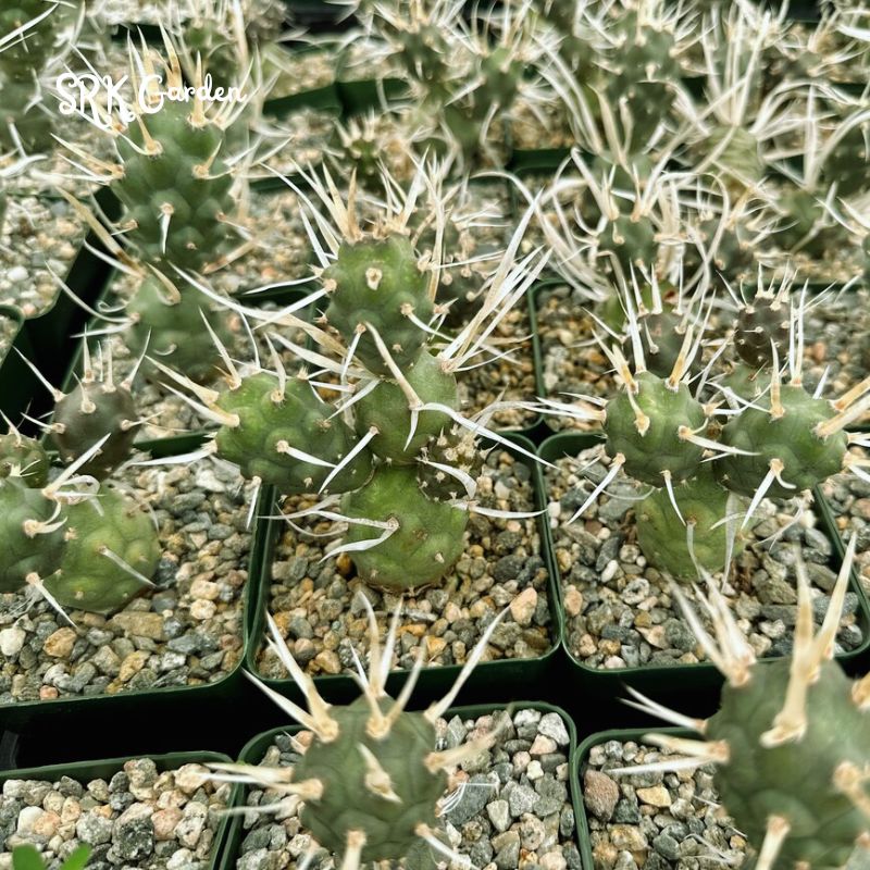 Paper Spine Cactus, Tephrocactus Articulatus, Pine Cone Cactus, Rare Cactus in 3" pot