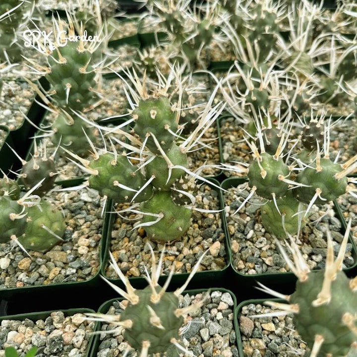 Paper Spine Cactus, Tephrocactus Articulatus, Pine Cone Cactus, Rare Cactus in 3" pot