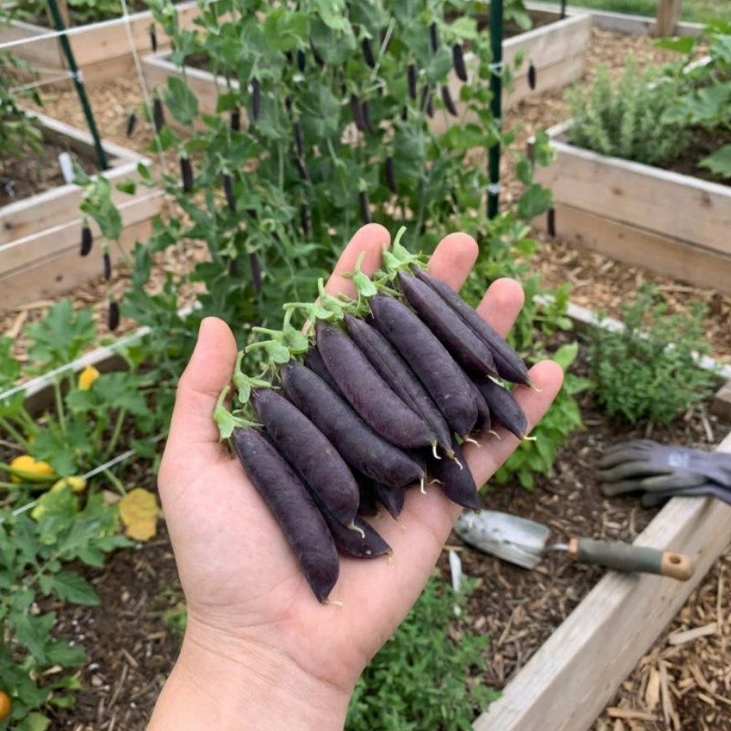 Purple & Green Snap Pea Seeds – Sugar Magnolia & Super Sugar Snap