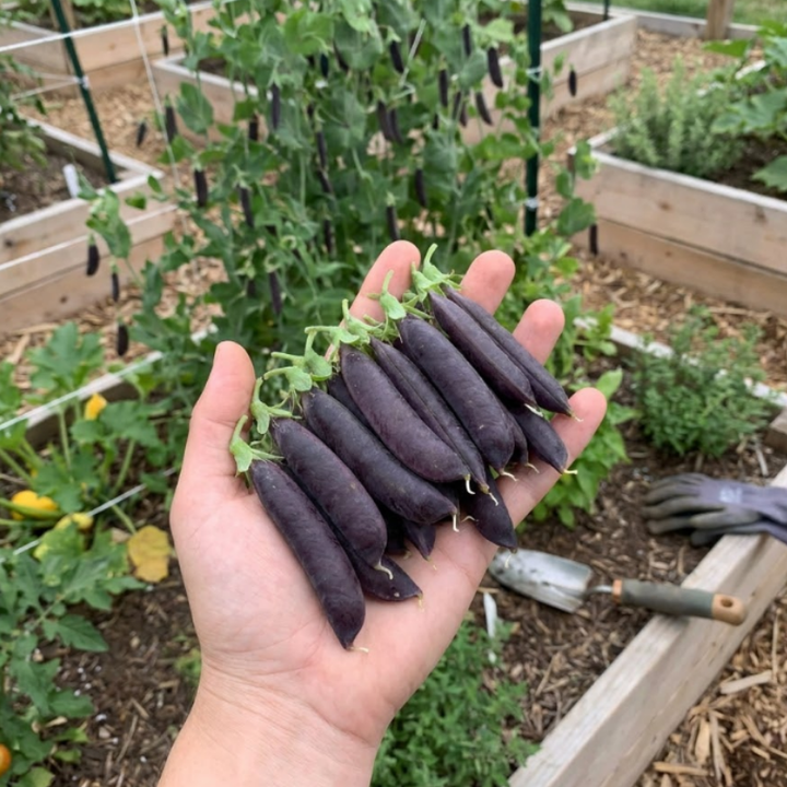 Purple & Green Snap Pea Seeds – Sugar Magnolia & Super Sugar Snap