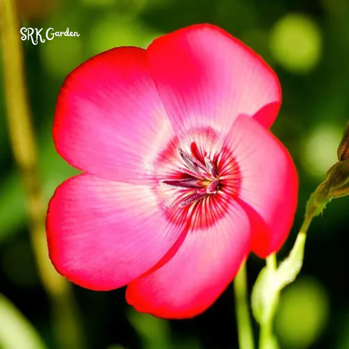 Scarlet Flax Seeds | 100 Seeds
