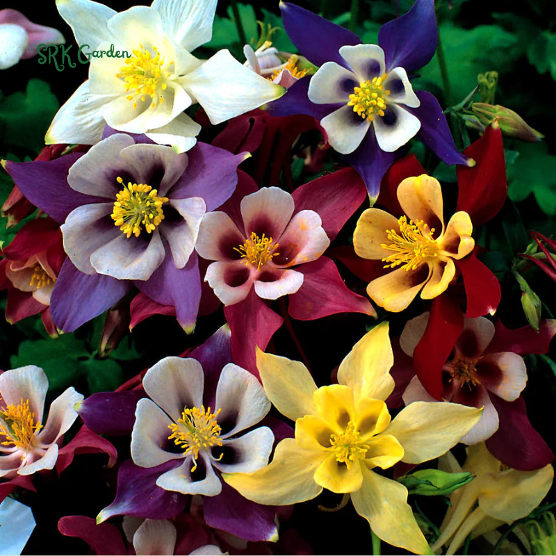 McKana Giants Columbine Flower Seeds |120 Seeds