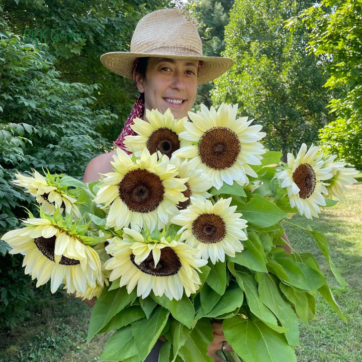 White Nite Sunflower Seeds | 20 Seeds