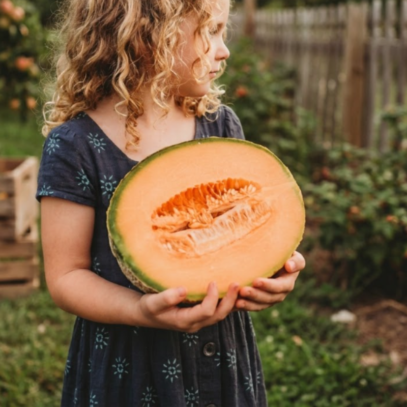 50+ Hales Best Jumbo Cantaloupe Melon Seeds