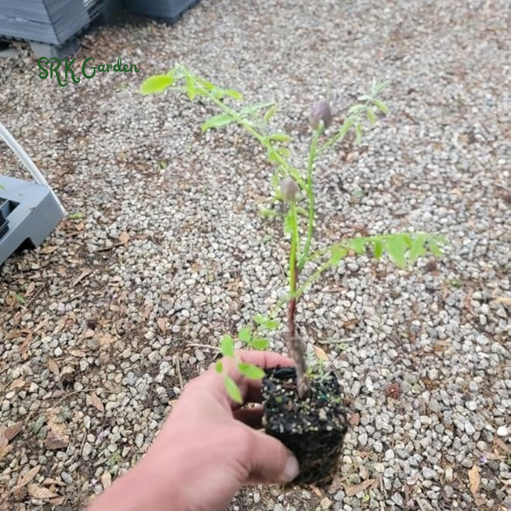 Wisteria Live Tree Seeds for Planting | Live Plants