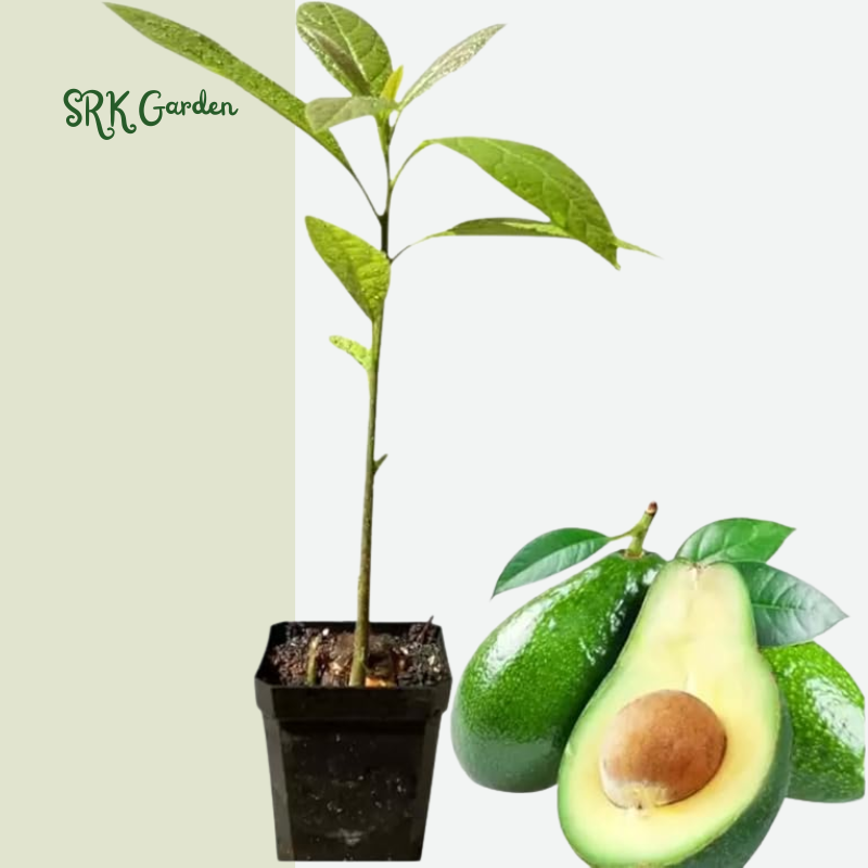 Dwarf Avocado HASS Tree Live Plant Seedling in 4 Inc Pot, 8 Months Old Well Rooted