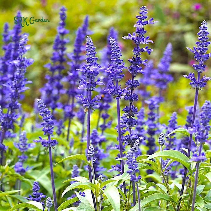 Blue Sage Seeds for Planting | 100 Seeds