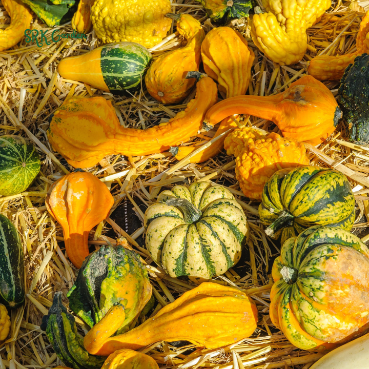 Small Mixed Gourd Seeds | 15 Seeds