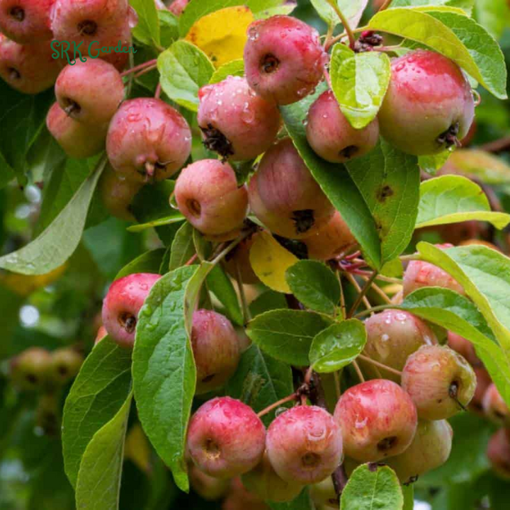 Crab apple Tree Seedlings for Outdoor | Zumi AppleCrab