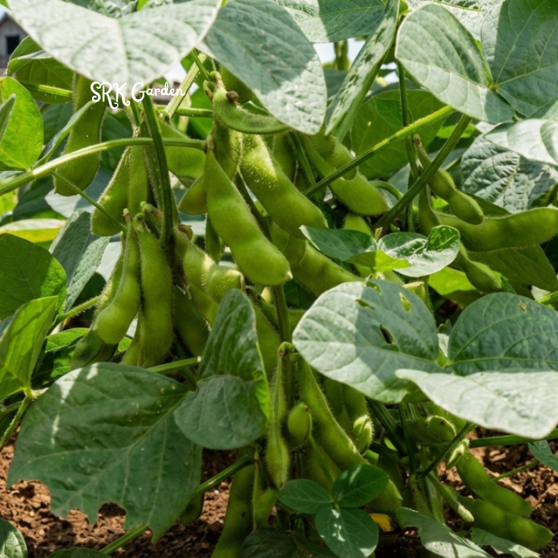 25+ BeSweet Edamame Soybean Seeds