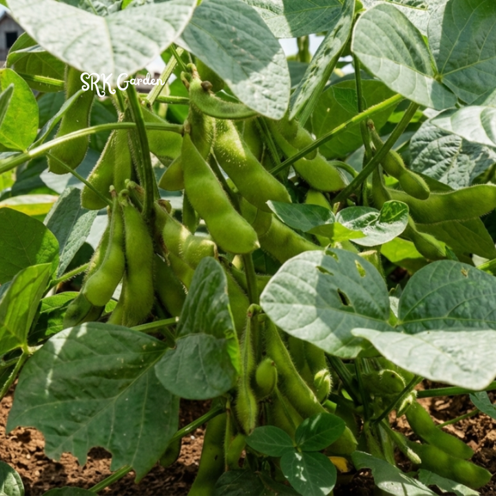 25+ BeSweet Edamame Soybean Seeds