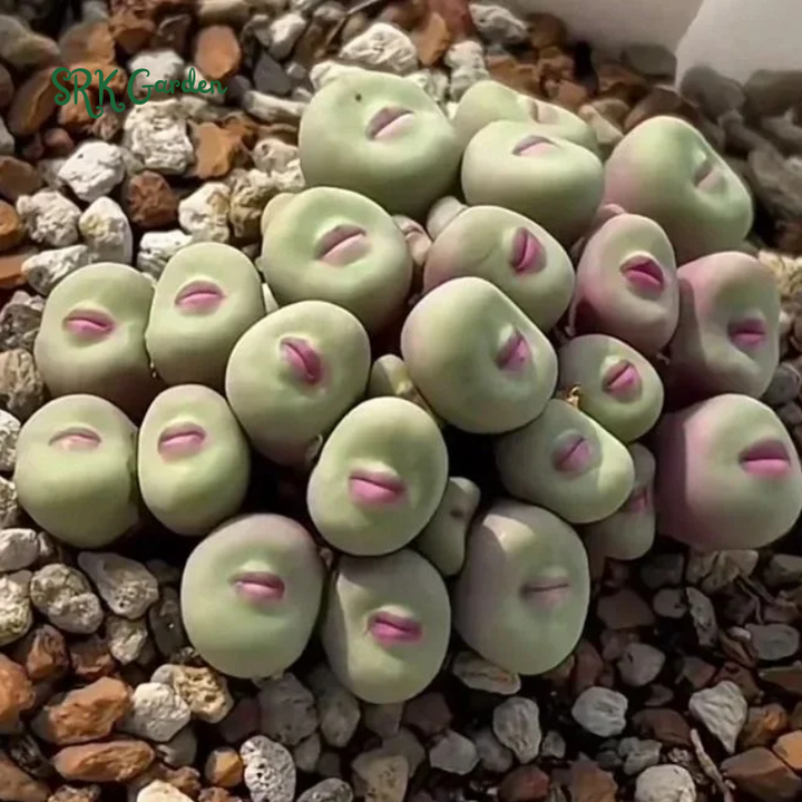 Conophytum pageae. Rare Succulents 20 Seeds