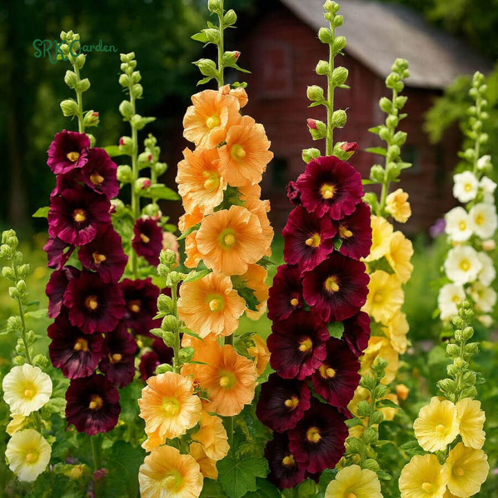 Hollyhock Summer Carnival Mix 50 Seeds