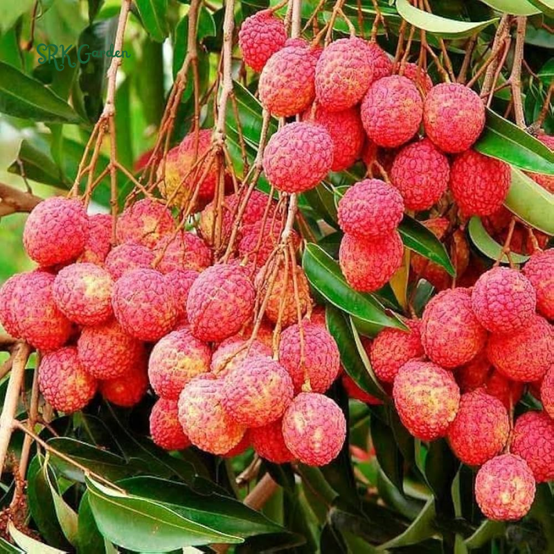 Lychee Fruit Tree Plant, 4 Inc Potted, Lychee Plant Live Sweet Fruit Plant | Tropical plants