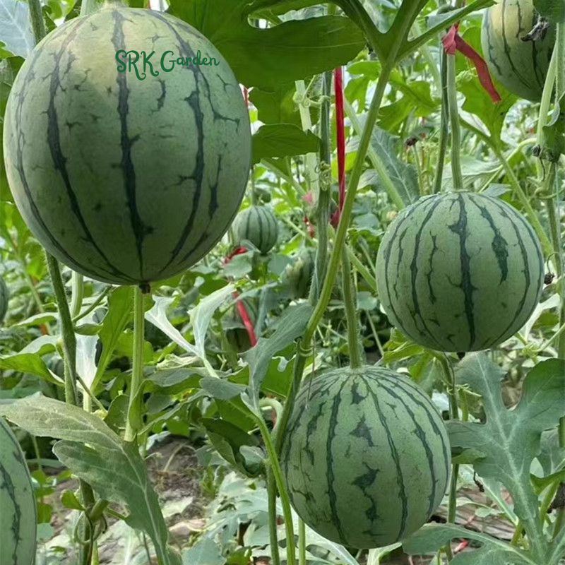 Sugar Baby Watermelon Seeds for Planting | 50 seeds