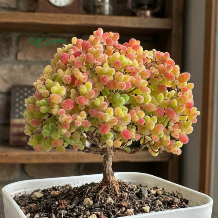 Drosanthemum Sugar Ball pink purple flowers arrangement bonsai tree live plant houseplant
