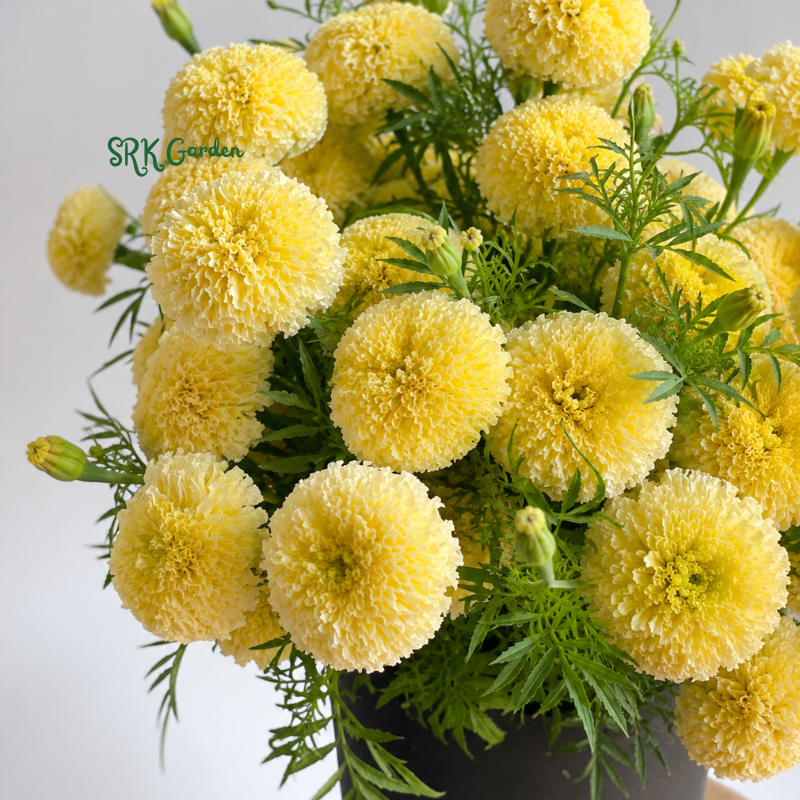 20+ White Swan F1 Marigold Seeds