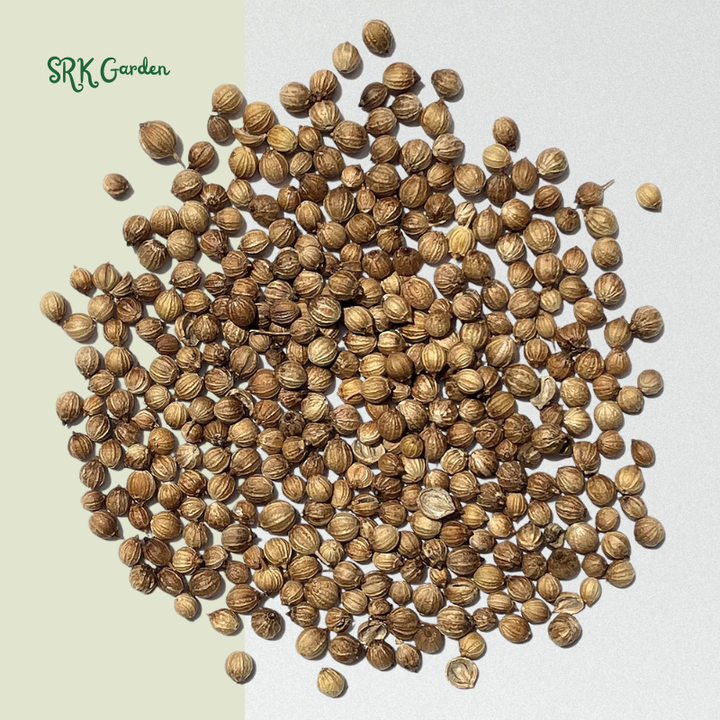 SLOW BOLT CILANTRO SEEDS | 150 Seeds