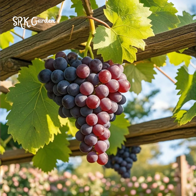 Red Grape Vine Live Plant for Planting. Fruit Tree 1-2 Year Old