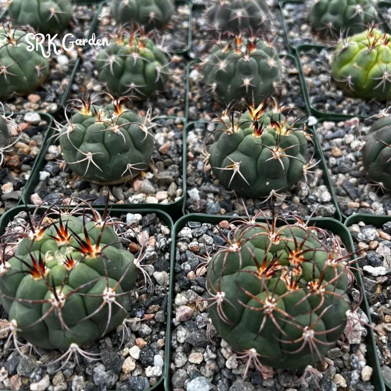 Cactiandexotica Gymnocalycium Saglionis Cactus, Giant Chin Cactus, Live Plant in 3" pot