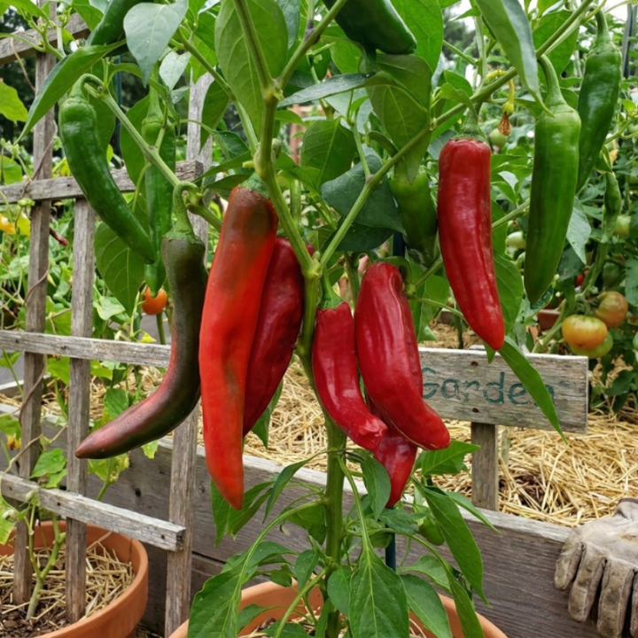 Mild Pepper Seeds – Anaheim, Sweet Banana & Shishito Peppers, Frying & Roasting Pepper Seeds