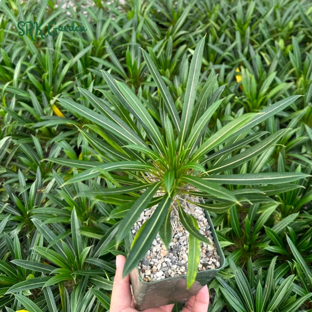 Madagascar Palm, Pachypodium Plant, Live Plant in 3" pot