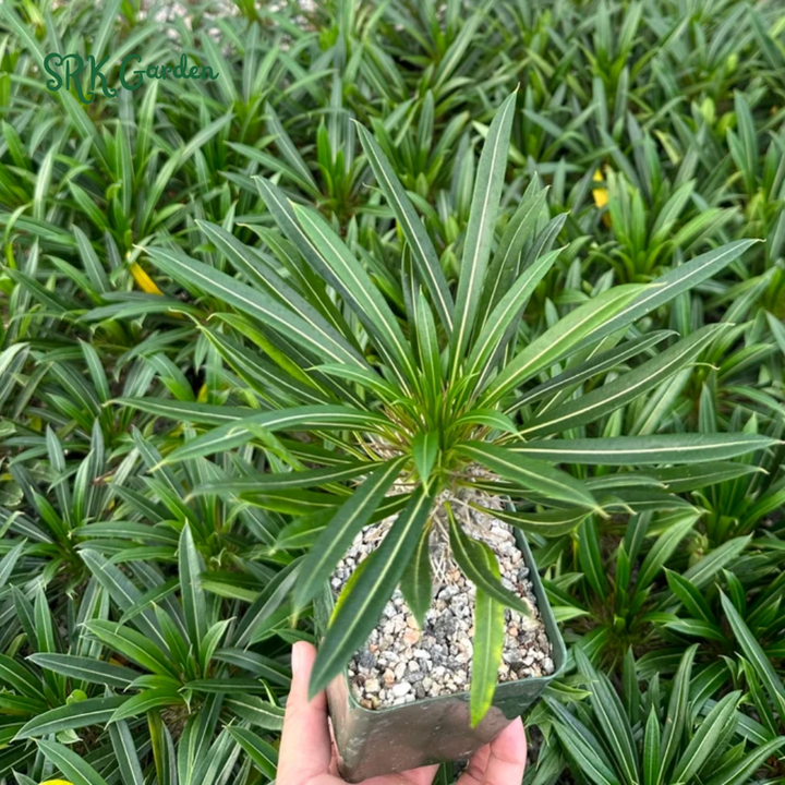 Madagascar Palm, Pachypodium Plant, Live Plant in 3" pot