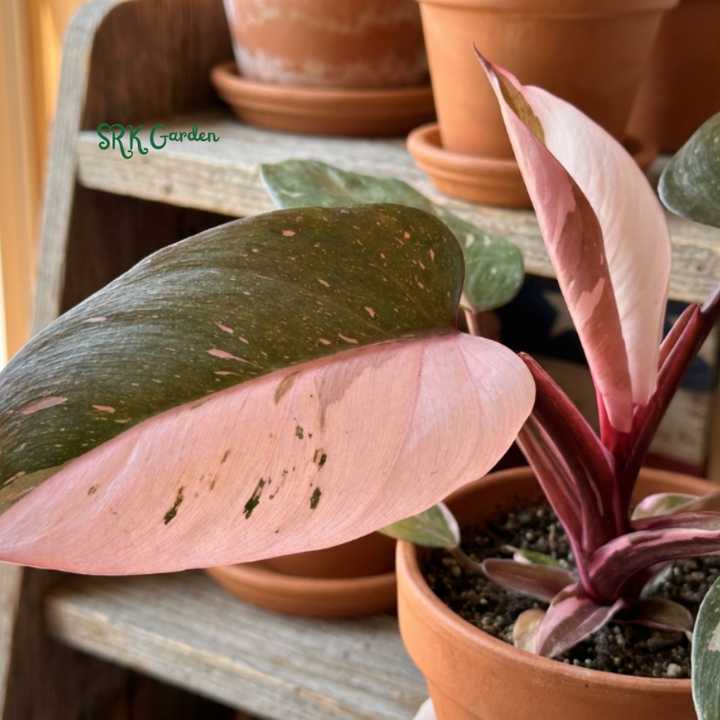 Philodendron Pink Princess, Live Houseplant in 4" pot