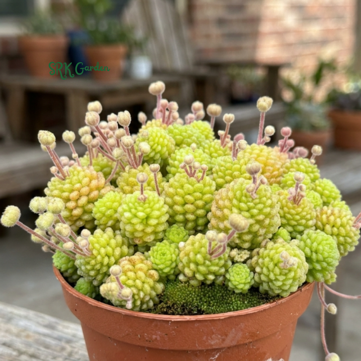 Monanthes Polyphylla, Miniature Succulent, Rare Plant in 3" pot