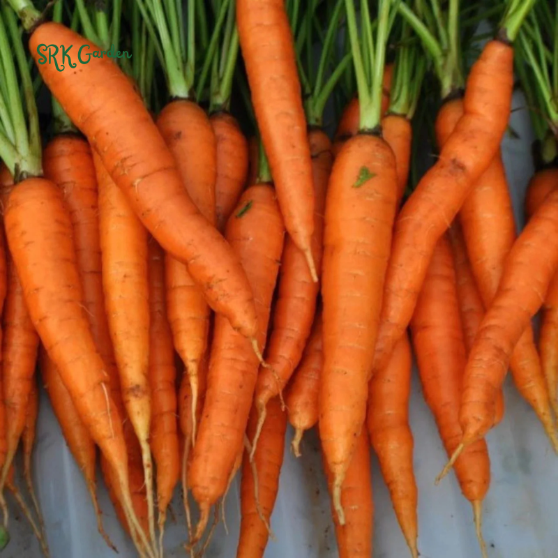 Carrot Seeds - Tendersweet | 150 seeds