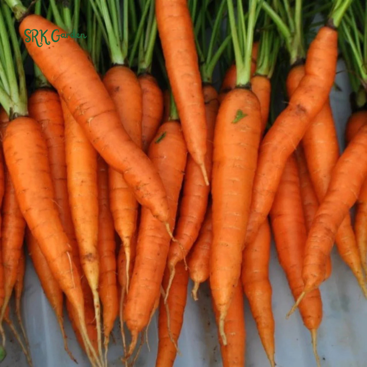 Carrot Seeds - Tendersweet | 150 seeds