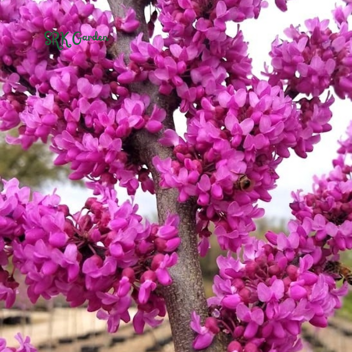 Eastern Redbud Tree Seedlings for Planting - Amazing Pink Spring Flowers