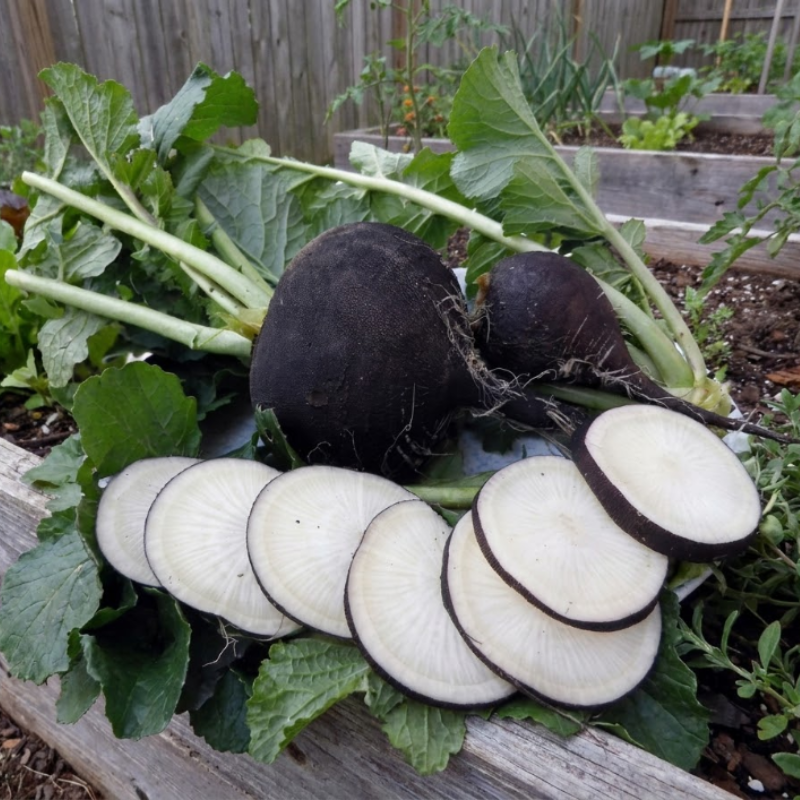 250+ Black Spanish Round Radish