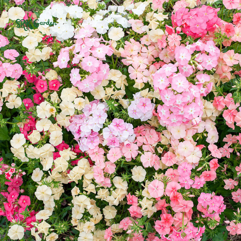 Pastel Shades Phlox Seed Mix | 300 Seeds