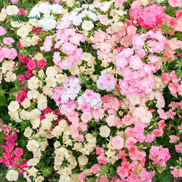 Pastel Shades Phlox Seed Mix | 300 Seeds
