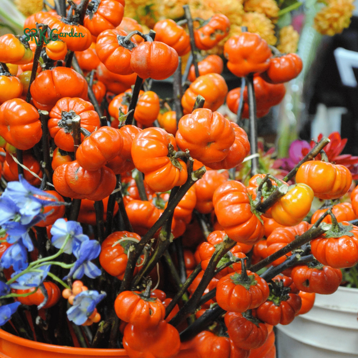 Pumpkin On A Stick Seeds – Heirloom Ornamental Eggplant | 15 Seeds