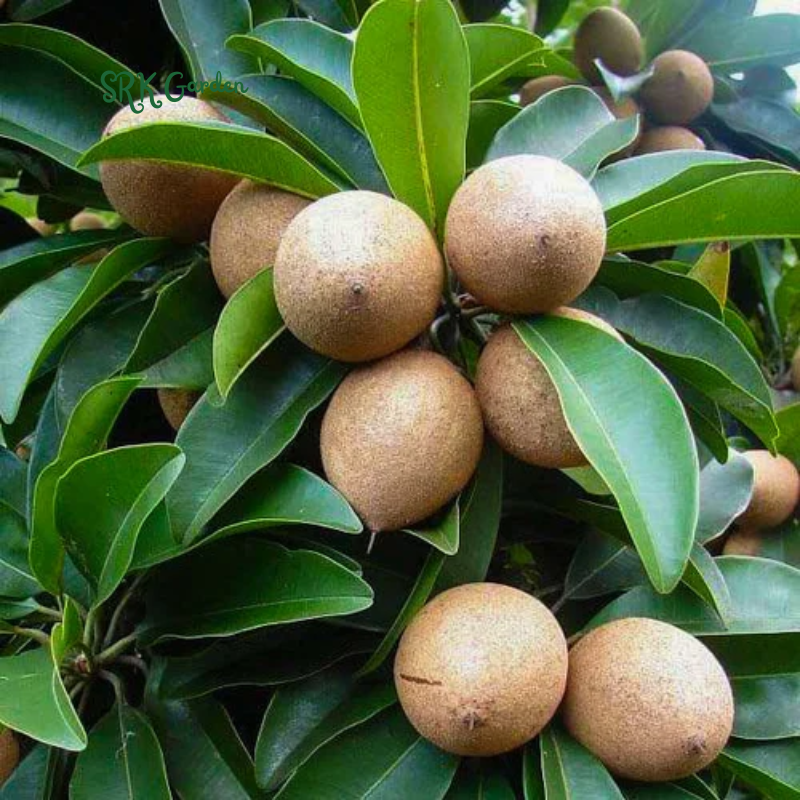 Sapodilla Manilkara Zapota Tropical Live Plant
