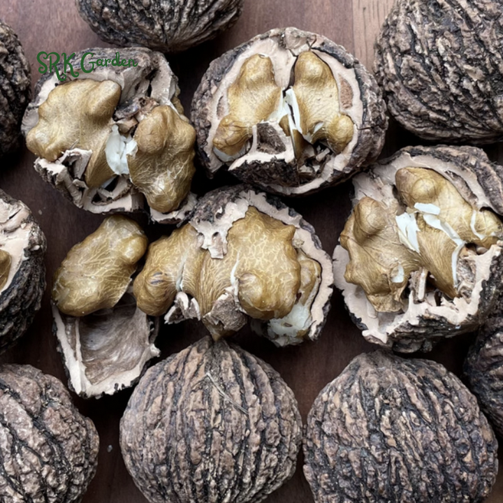 Black Walnut Tree Live Plant | Live Tree Seedling (1 Tree)