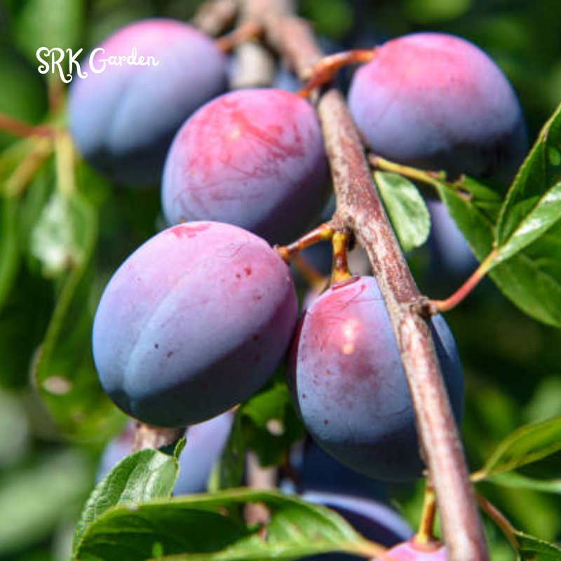 Damson Blue Plums Fruit Plants | Live Plants 1-2ft tall