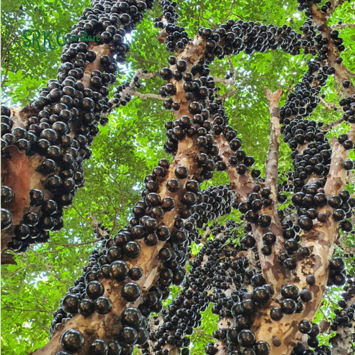 Jaboticaba Tree Live Plant (Jabuticaba)