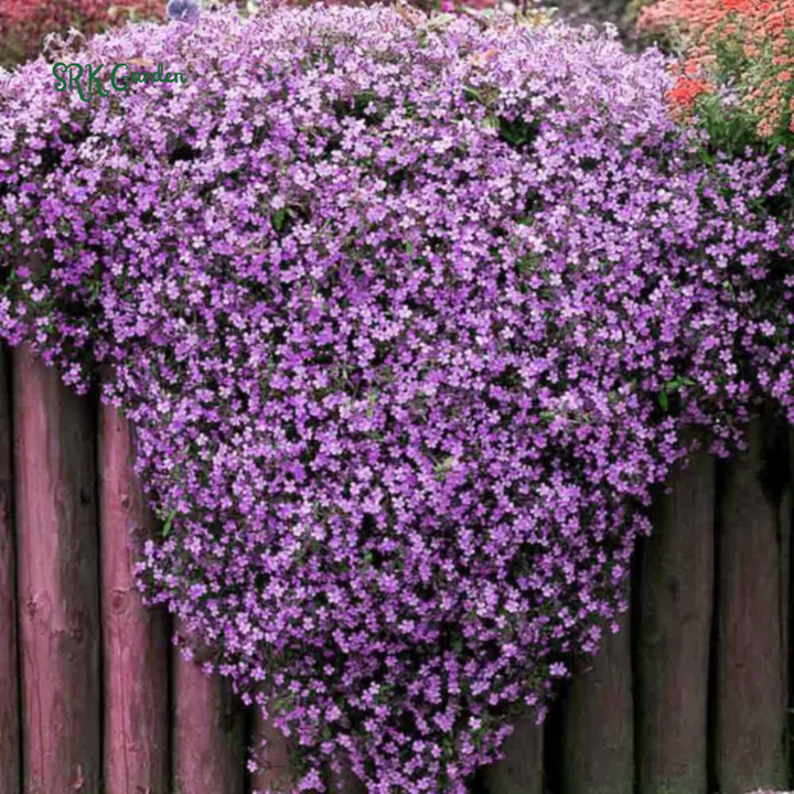 Soapwort Seeds | 300 Seeds