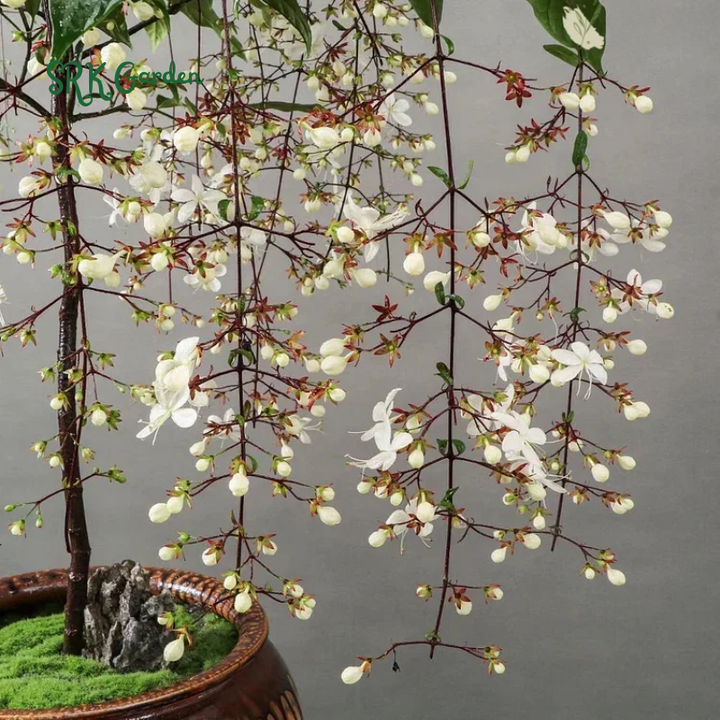 Clerodendrum Wallichii Plant 4-8 Inc Tall