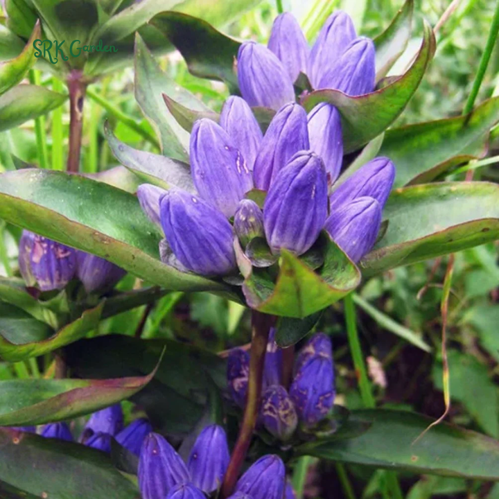 Bottle Gentian Seeds | 100 Seeds