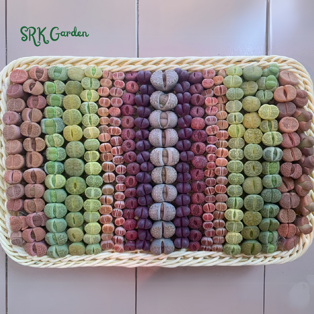 Lithops Living Stone Mix Color Size 0.4" to 0.7"
