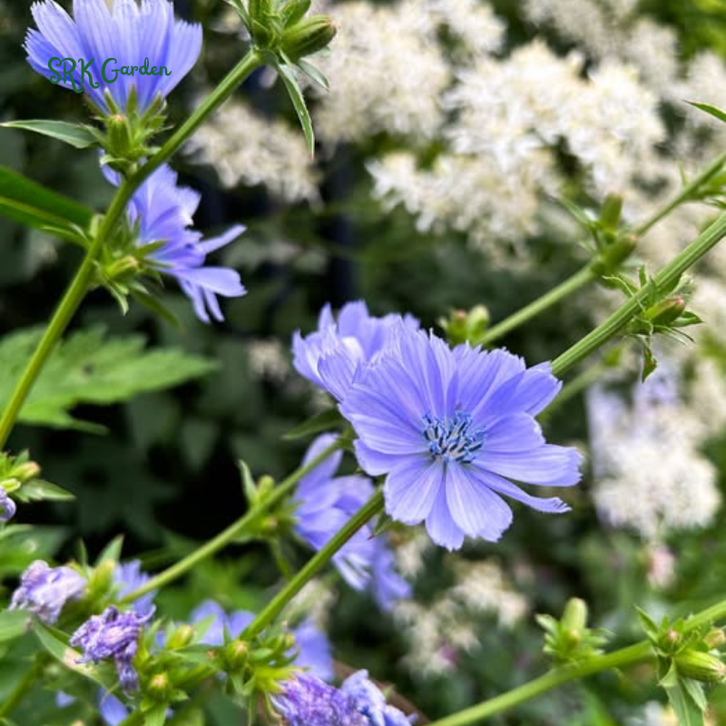 Chicory Seeds for Planting | 200 Seeds