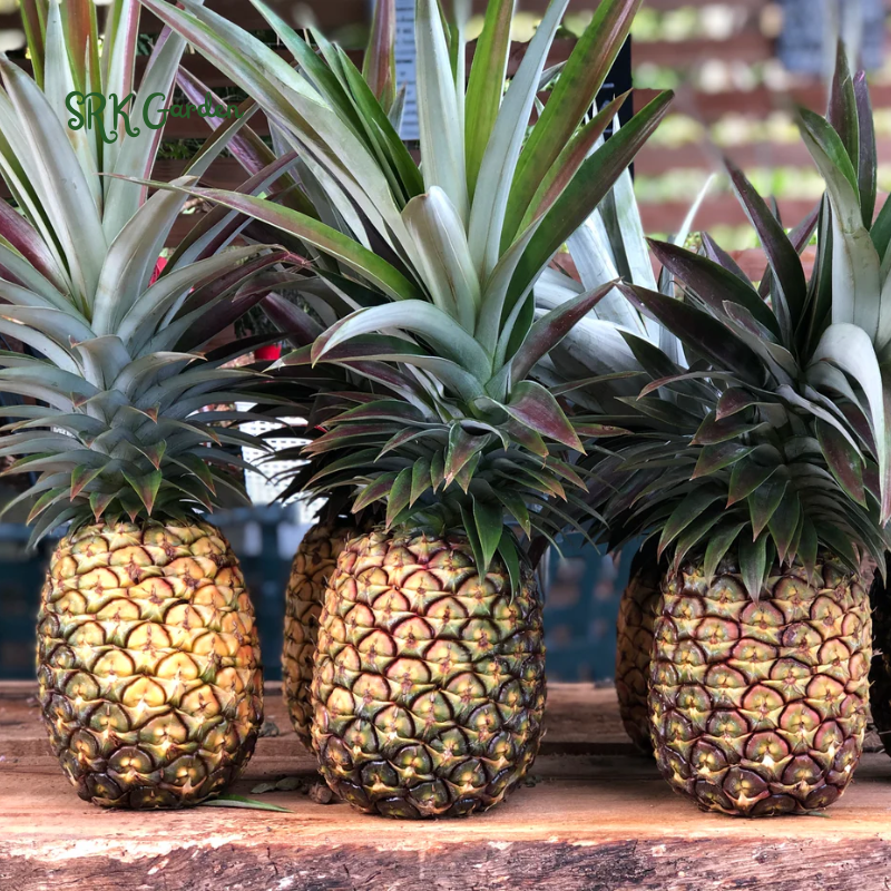 Sugarloaf Pineapple (Kona Sugarloaf) Live Plant - Ananas Comosus