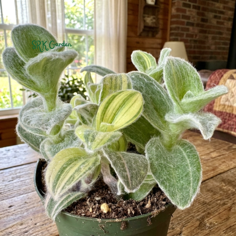 White Velvet, Cobweb Spiderwort, Pistachio, Tradescantia Sillamontana Variegata in 4" pot