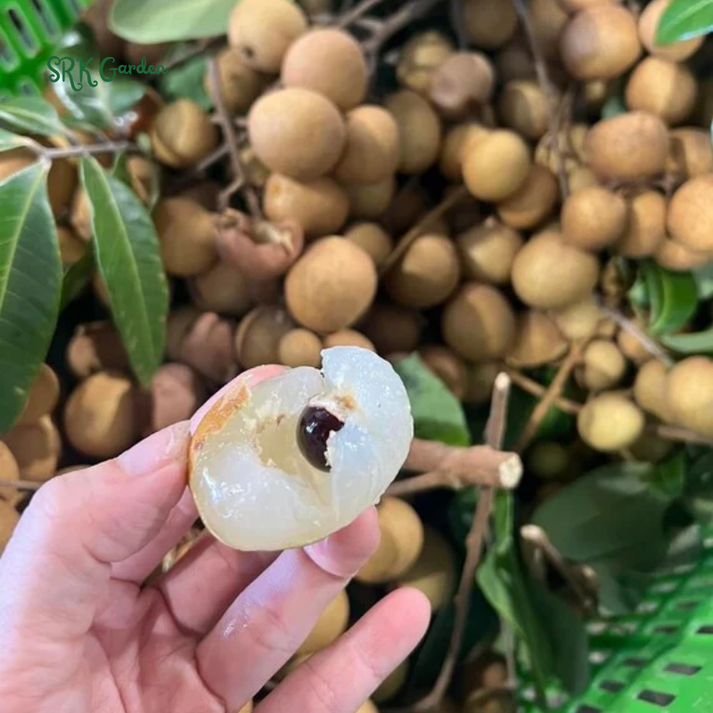 Longan Tree Live Plant Tropical Longan Plant, Grow Indoor Fruit Tree 6-8 Inch Tall 4 Inch Pot
