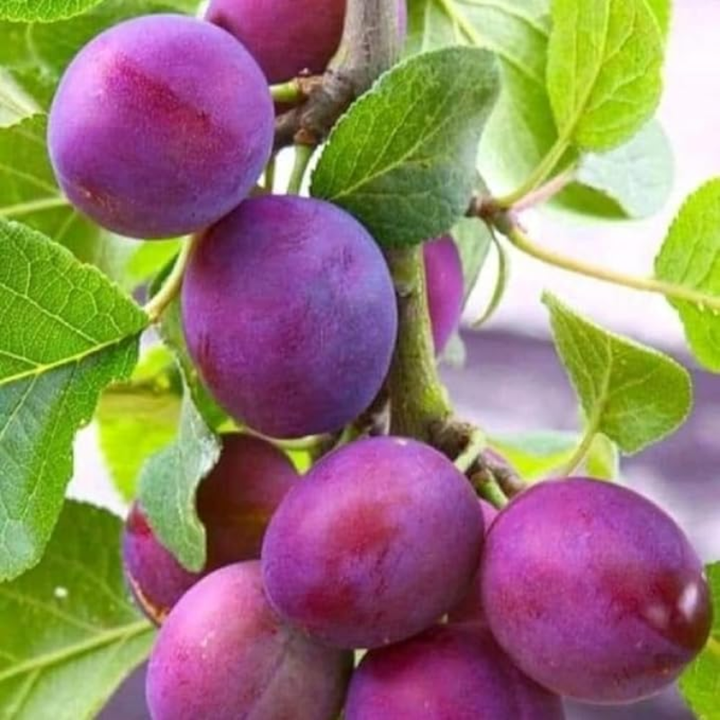 Dark Red Plum Live Plants | Edible Fruit Bush